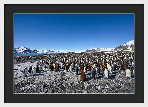 King Penguin Colony Gathering