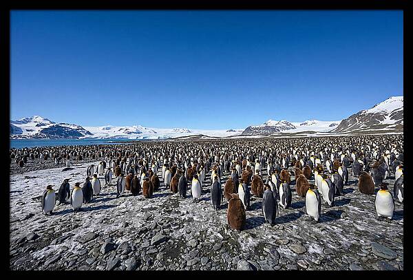 King Penguin Colony Gathering
