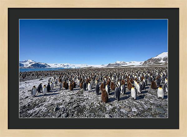 King Penguin Colony Gathering