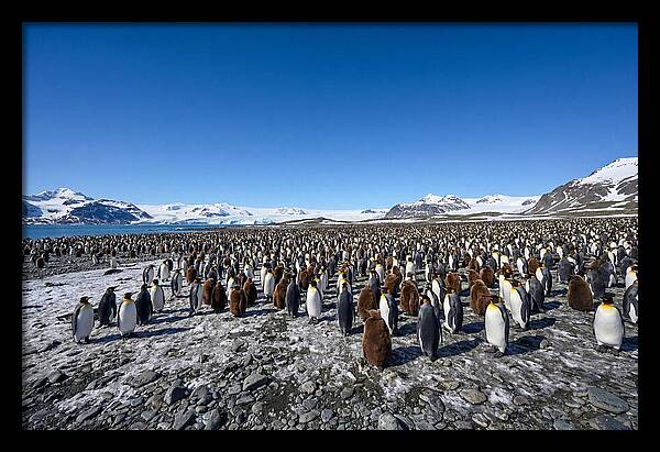 King Penguin Colony Gathering
