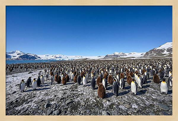King Penguin Colony Gathering