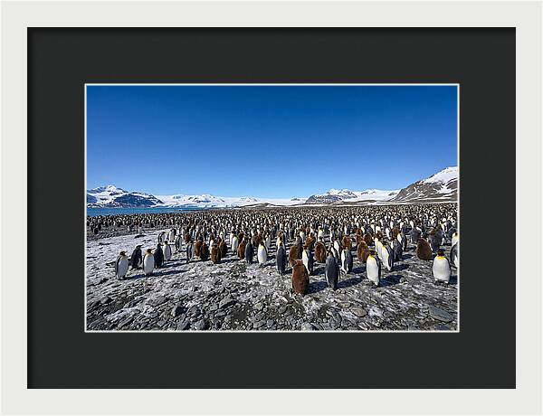 King Penguin Colony Gathering