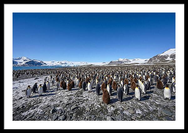 King Penguin Colony Gathering