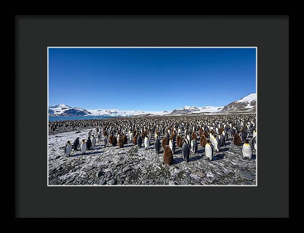 King Penguin Colony Gathering