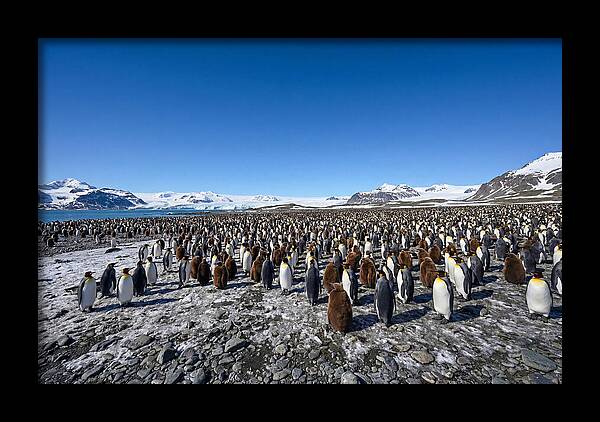 King Penguin Colony Gathering