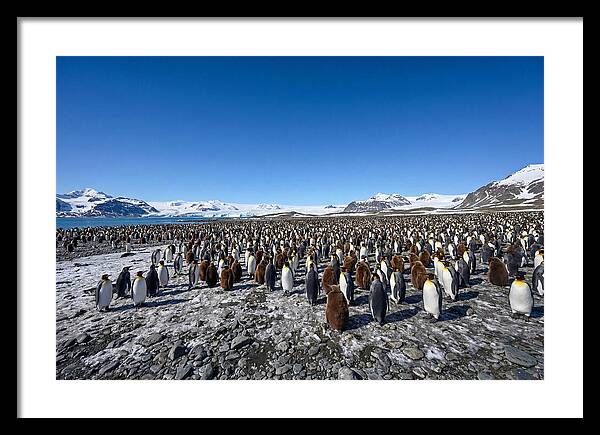 King Penguin Colony Gathering