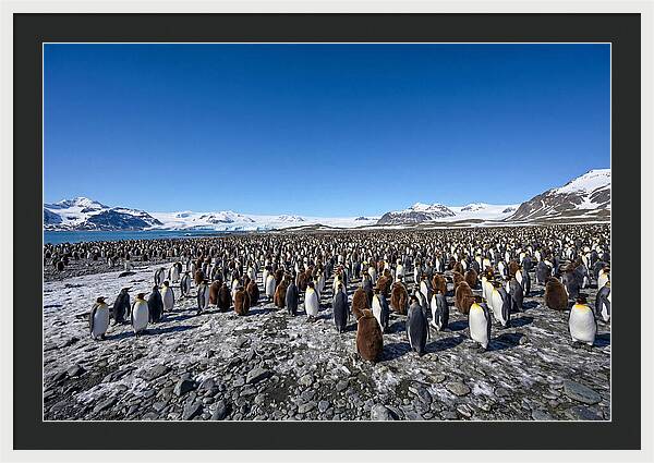 King Penguin Colony Gathering