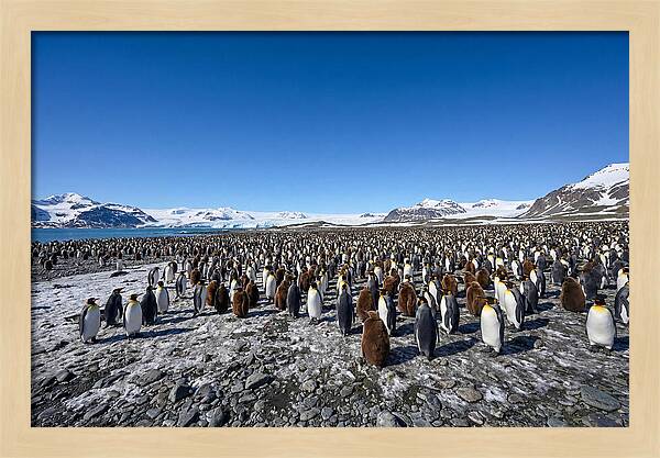 King Penguin Colony Gathering