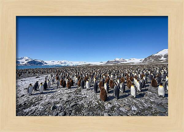 King Penguin Colony Gathering
