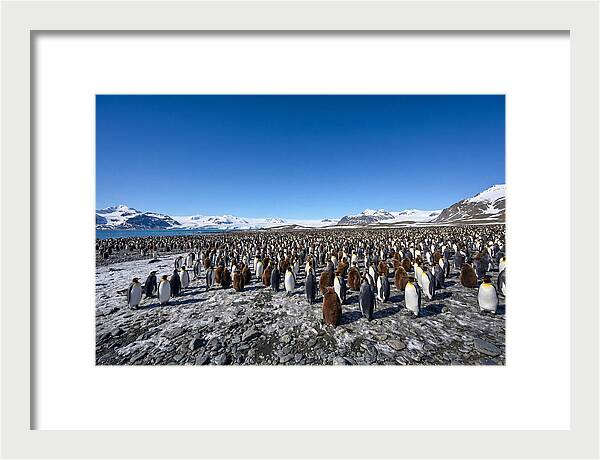 King Penguin Colony Gathering