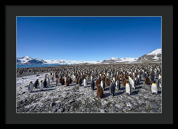 King Penguin Colony Gathering