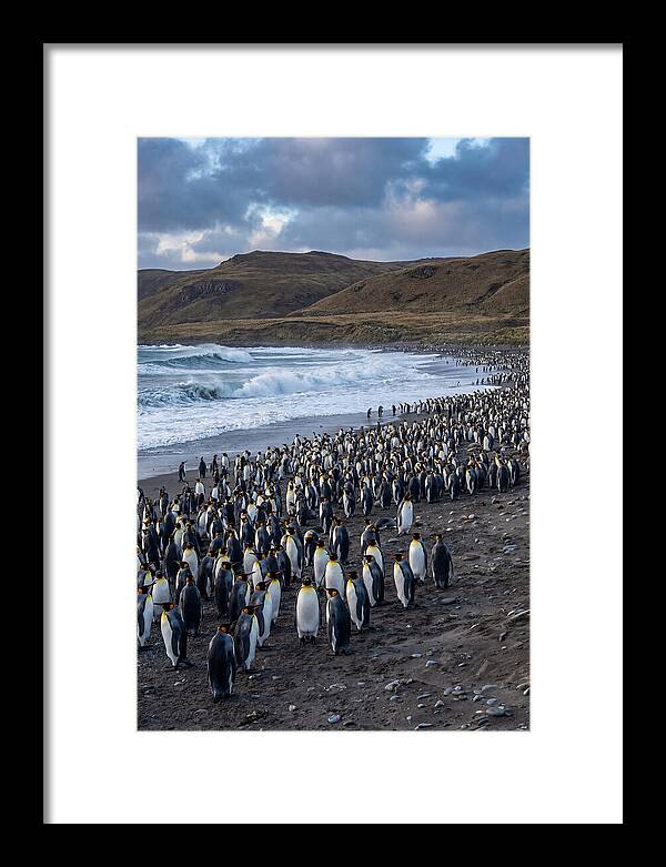 King Penguin Colony On East Falkland