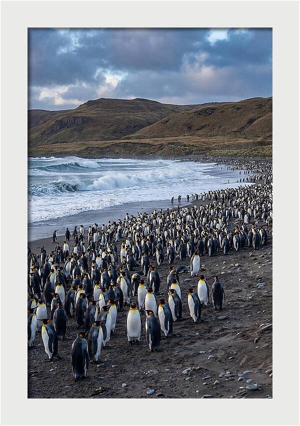 King Penguin Colony On East Falkland