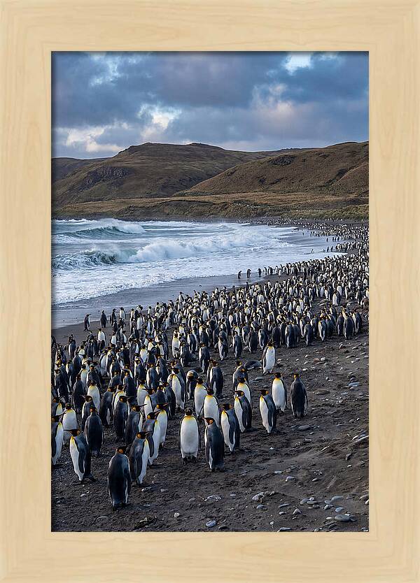 King Penguin Colony On East Falkland