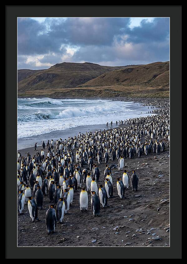 King Penguin Colony On East Falkland