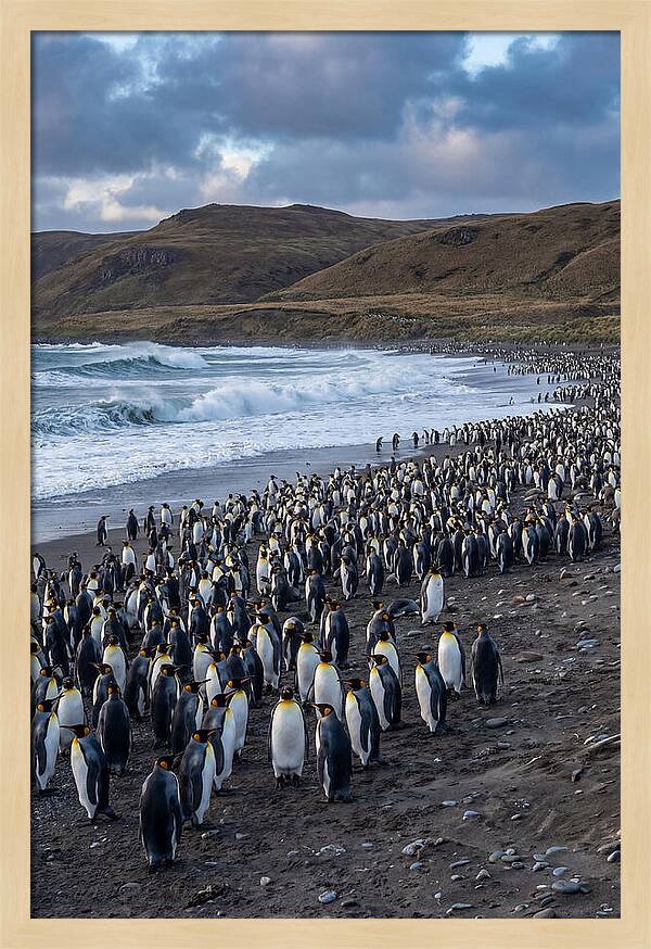 King Penguin Colony On East Falkland