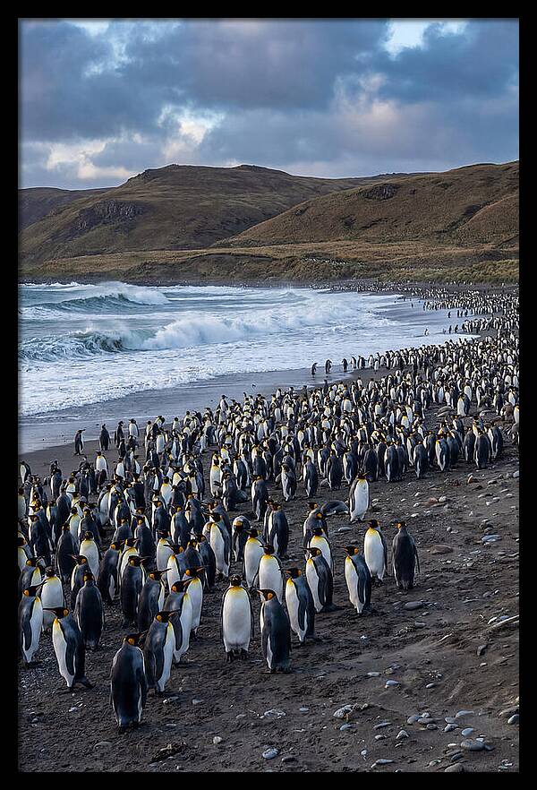 King Penguin Colony On East Falkland