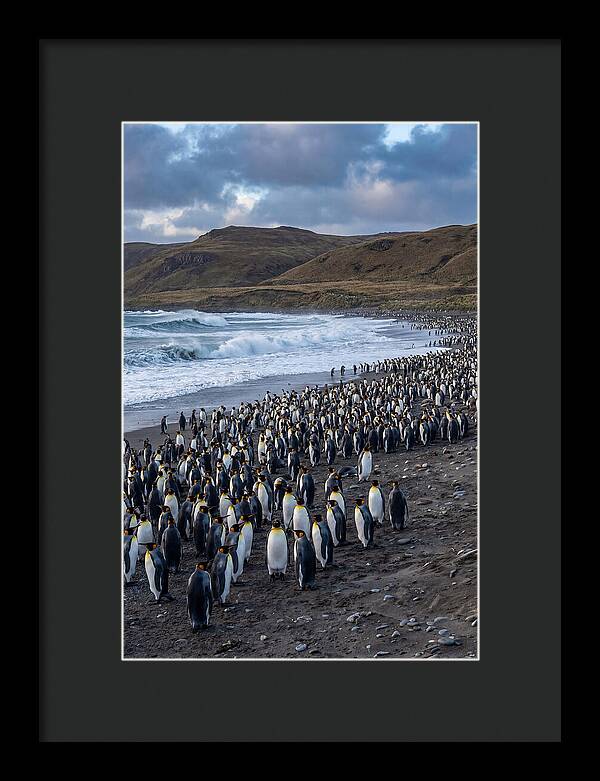 King Penguin Colony On East Falkland