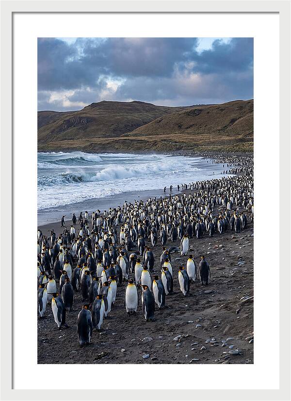 King Penguin Colony On East Falkland