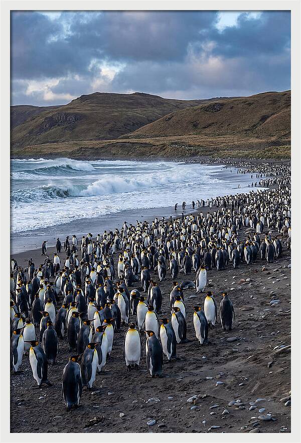 King Penguin Colony On East Falkland