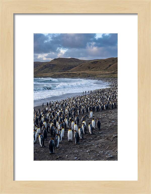 King Penguin Colony On East Falkland