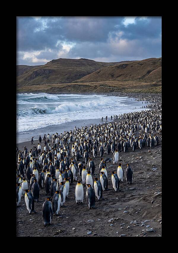 King Penguin Colony On East Falkland