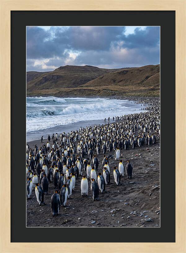 King Penguin Colony On East Falkland