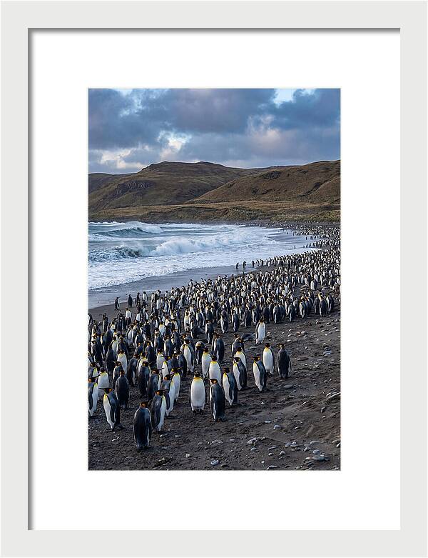King Penguin Colony On East Falkland