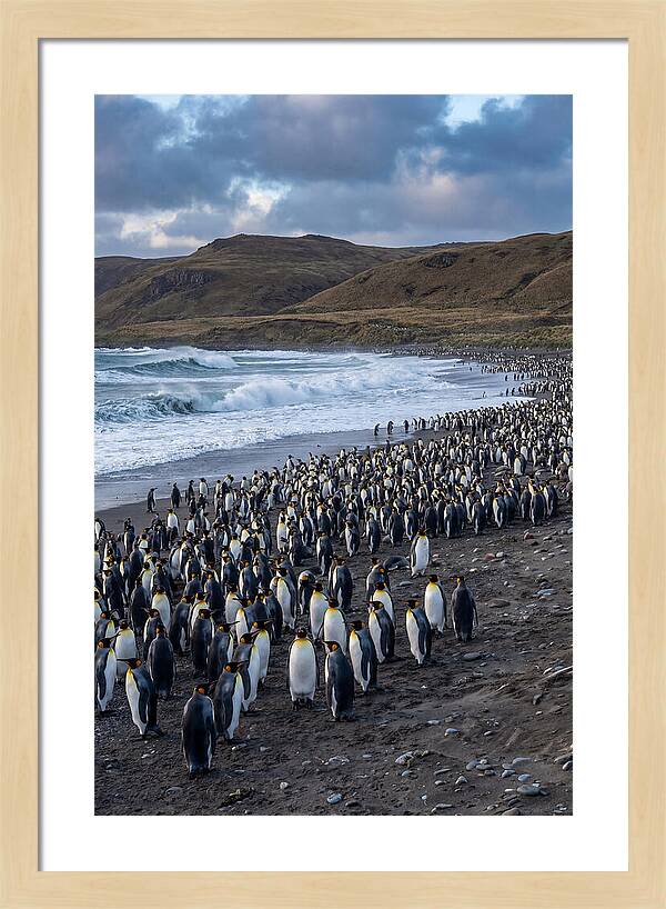 King Penguin Colony On East Falkland