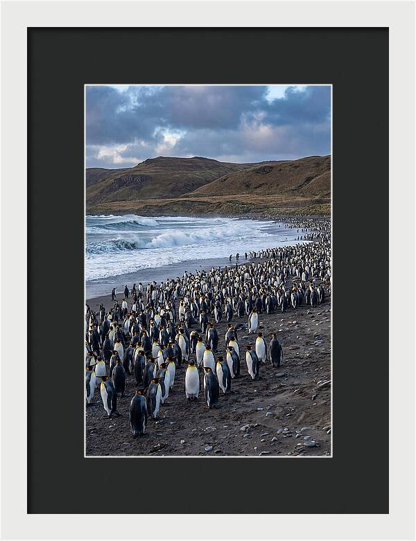 King Penguin Colony On East Falkland