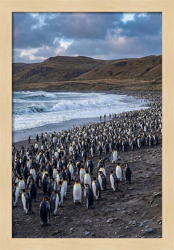 King Penguin Colony On East Falkland