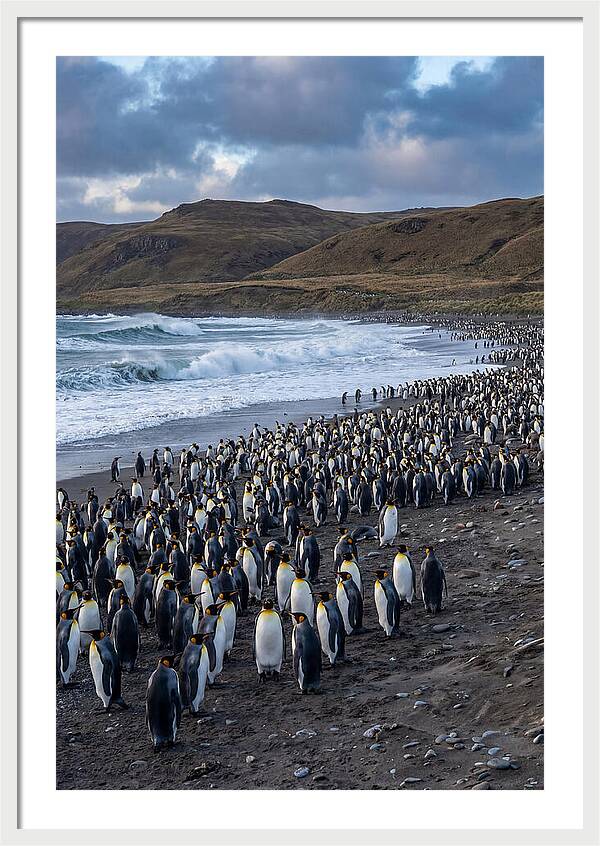 King Penguin Colony On East Falkland