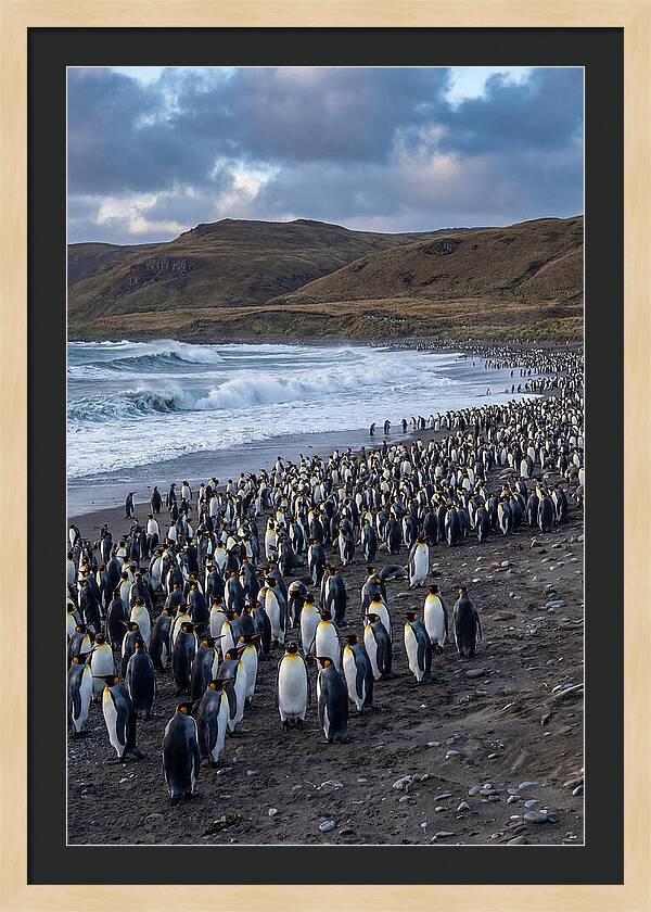 King Penguin Colony On East Falkland