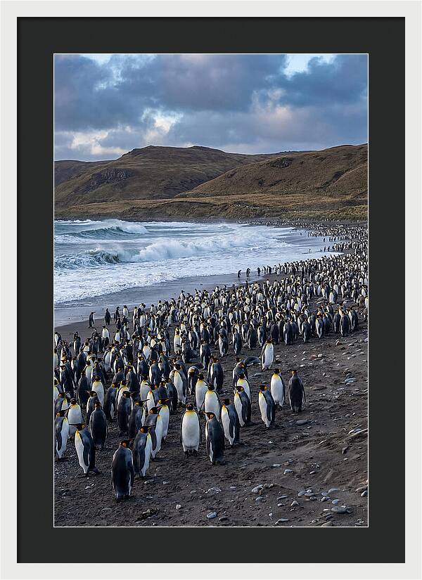King Penguin Colony On East Falkland