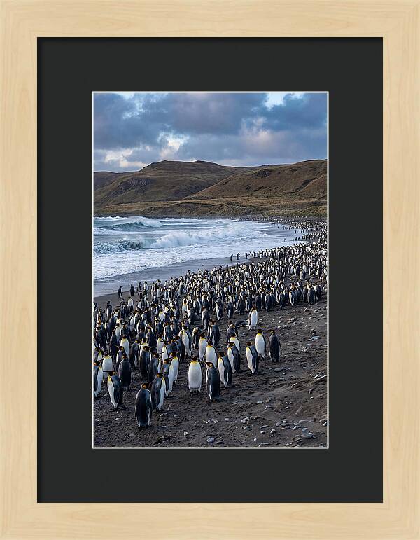 King Penguin Colony On East Falkland