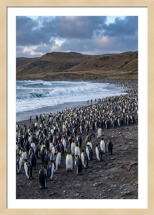 King Penguin Colony On East Falkland