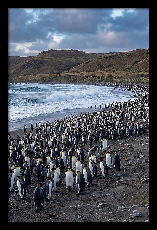 King Penguin Colony On East Falkland