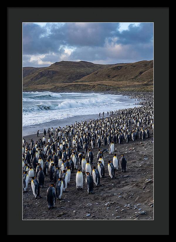 King Penguin Colony On East Falkland