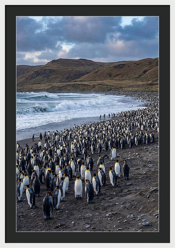 King Penguin Colony On East Falkland