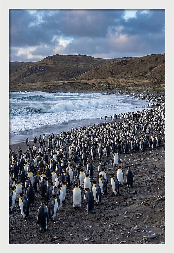 King Penguin Colony On East Falkland