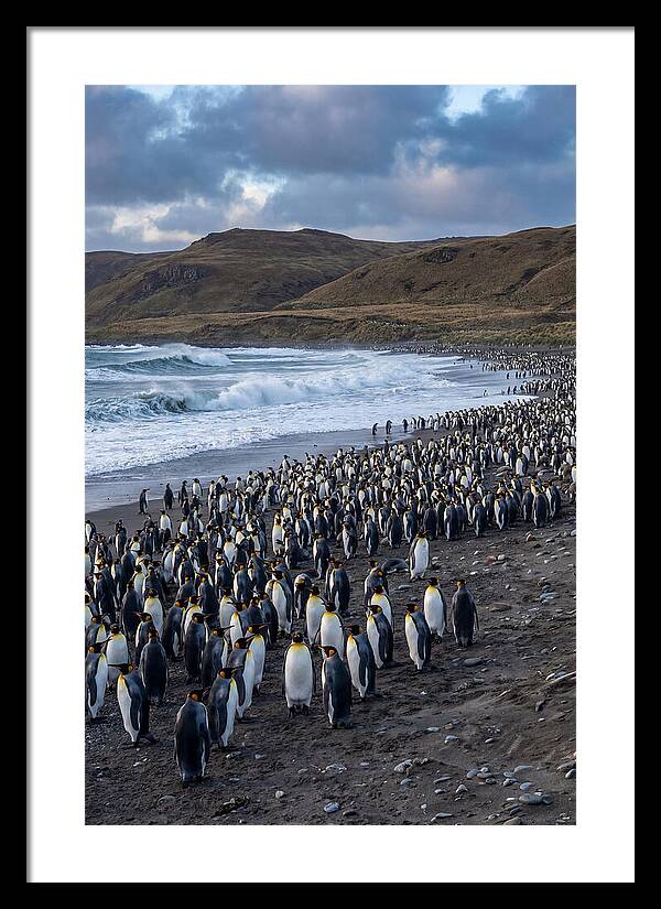 King Penguin Colony On East Falkland