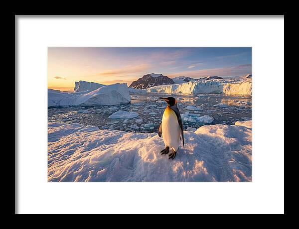 King Penguin Majesty