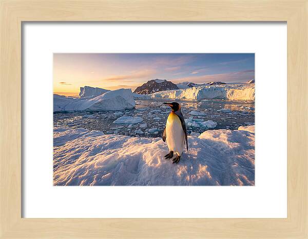 King Penguin Majesty