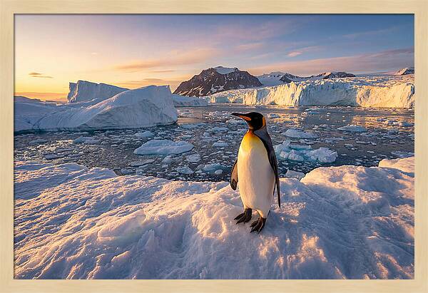 King Penguin Majesty