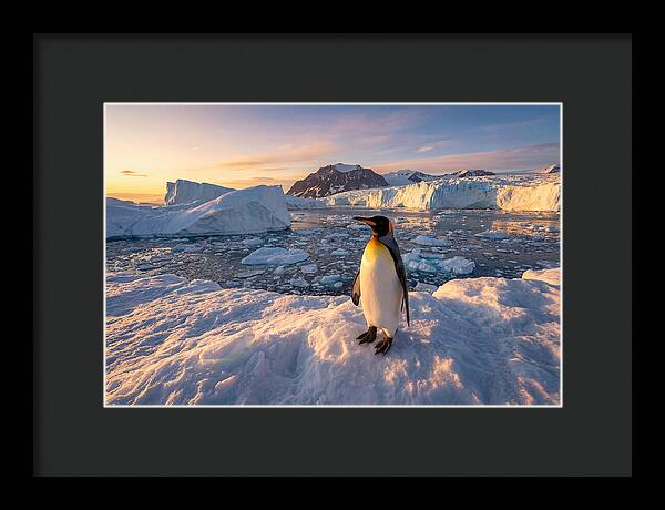 King Penguin Majesty