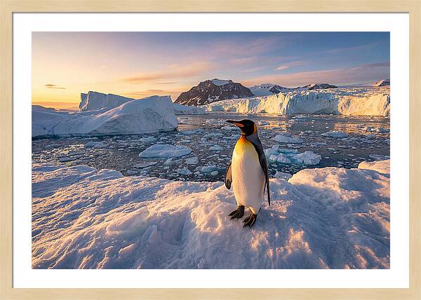 King Penguin Majesty