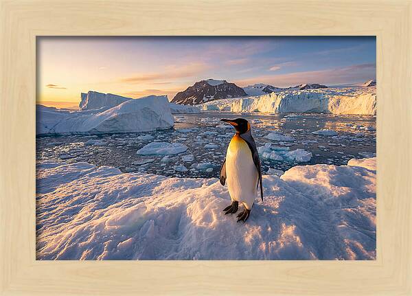 King Penguin Majesty