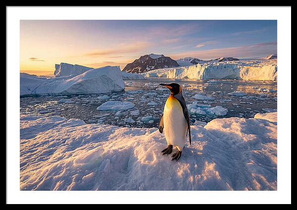 King Penguin Majesty