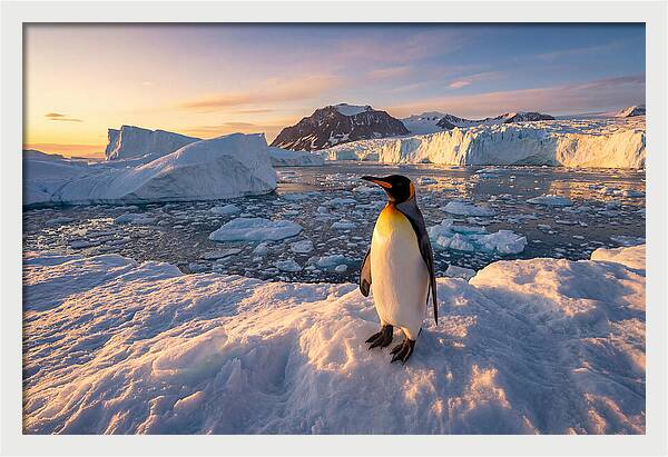 King Penguin Majesty