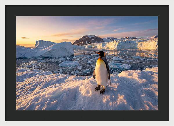 King Penguin Majesty